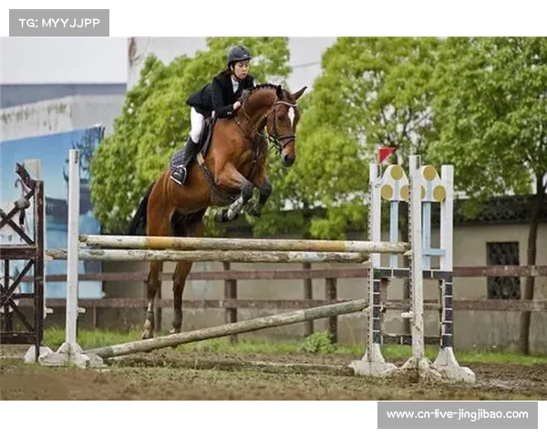 北京国际马术大奖赛启动马匹基因库防止温血马近亲繁殖提高伤病风险 北京国际马术大奖赛启动马匹基因库防止温血马近亲繁殖提高伤病风险
